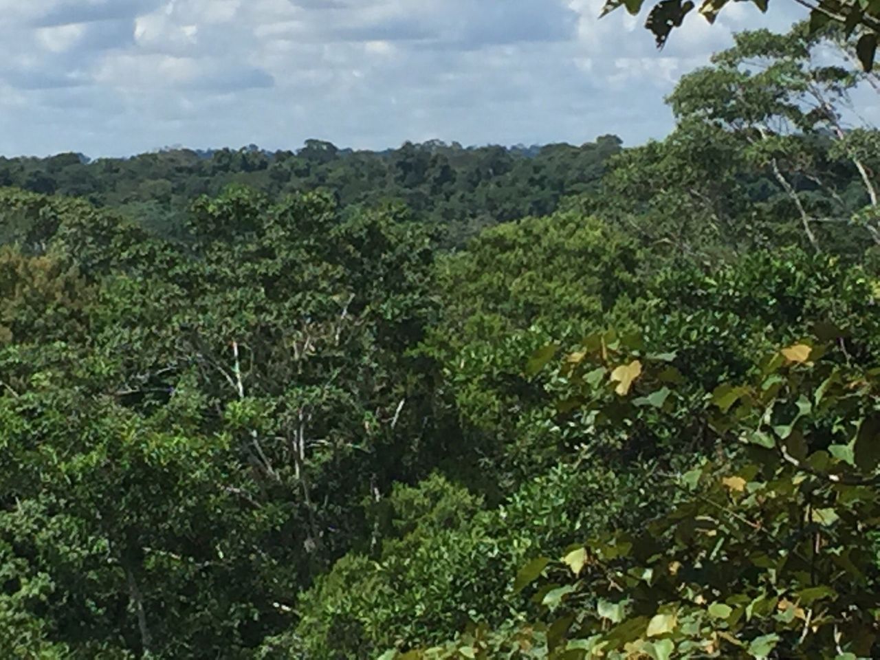 Descubriendo la belleza mística de la selva amazónica de Tena
