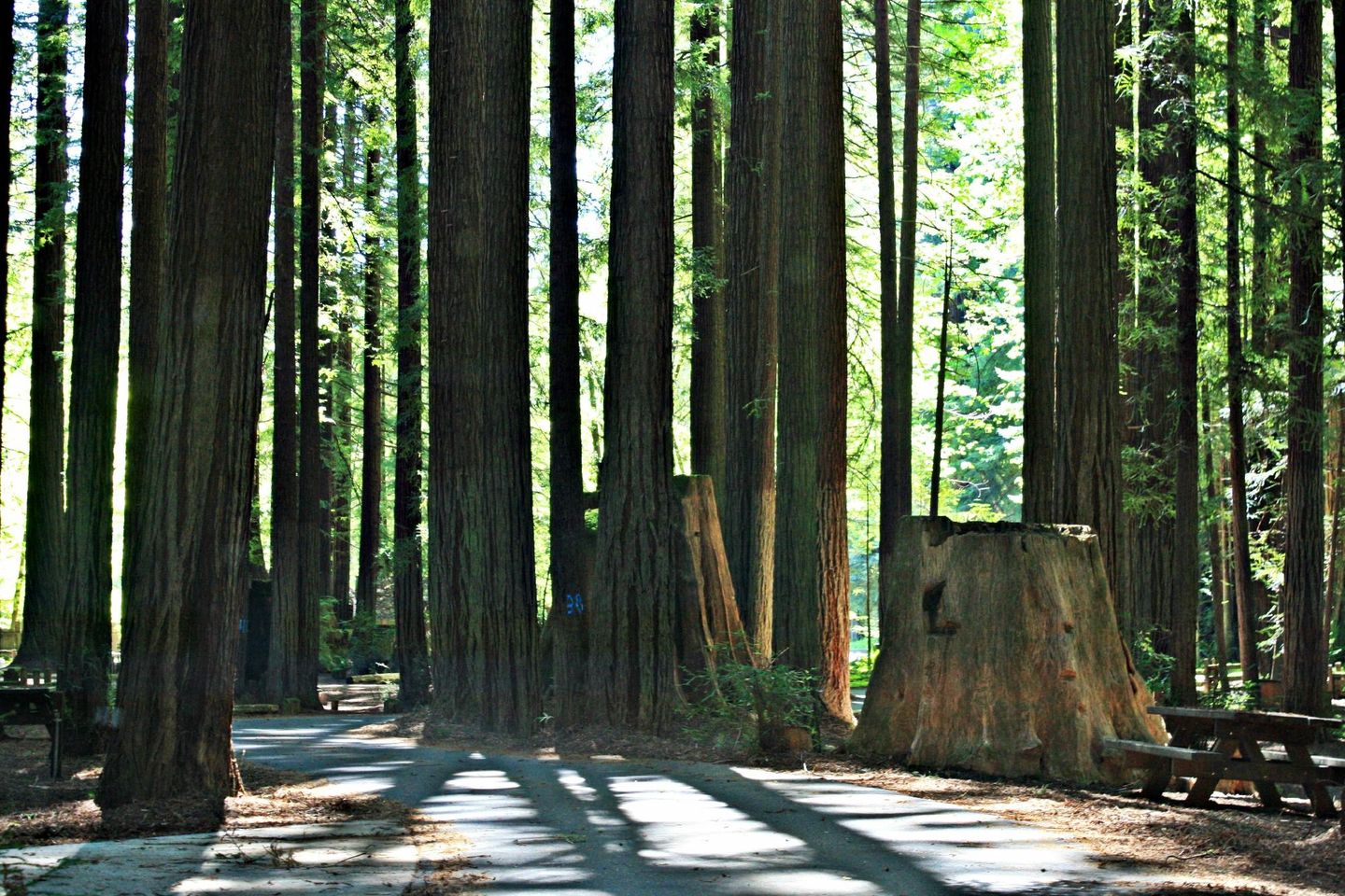 Escape to Natures Wonderland: Avenue of the Giants