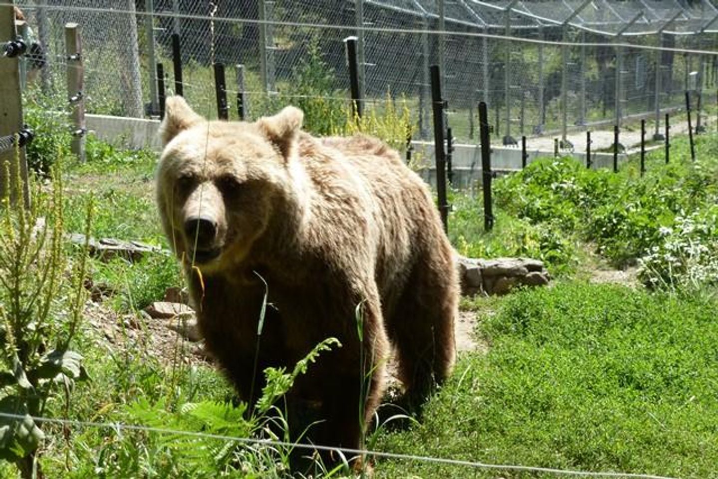 Discover the Serenity of Bulgarias Belitsa Bear Sanctuary