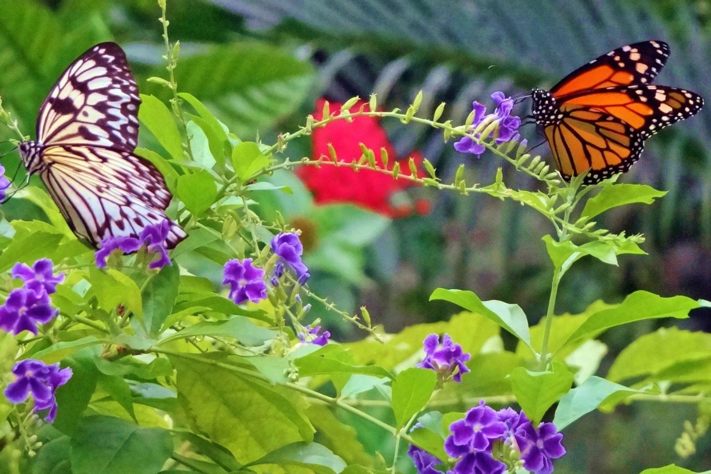 Entdecke die Magie des Schmetterlingshofes in Mindo!