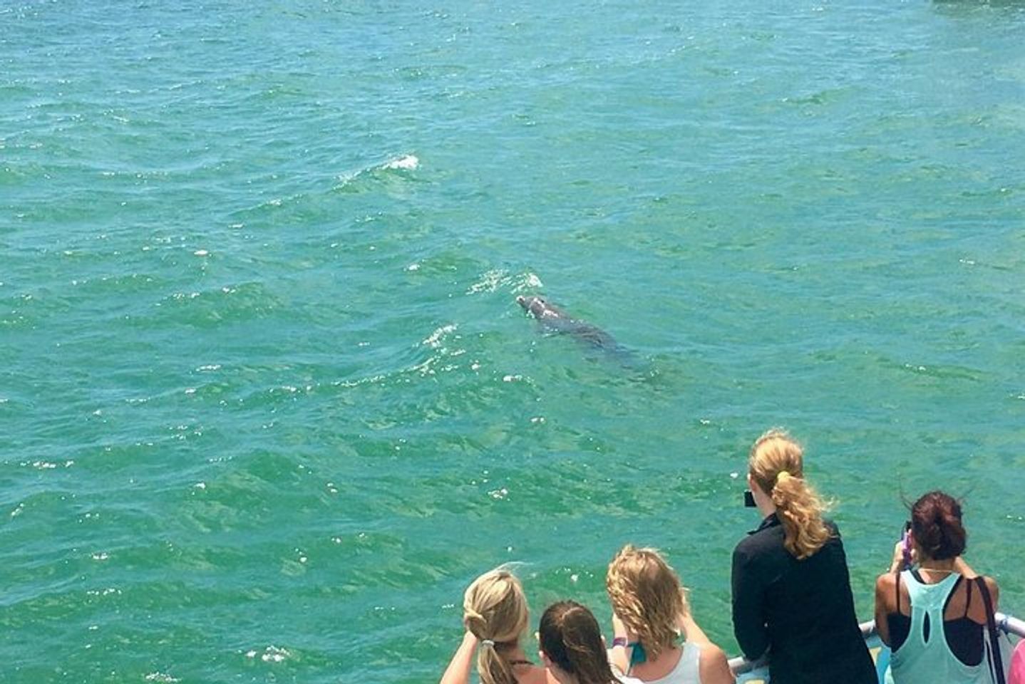 Descubre la serenidad de observar delfines en las Islas del Maíz.