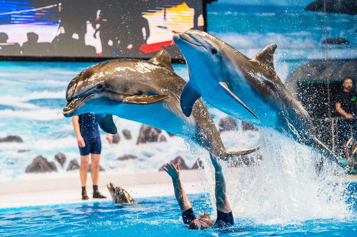Be impressed by the popular and talented Dolphins in Dubai