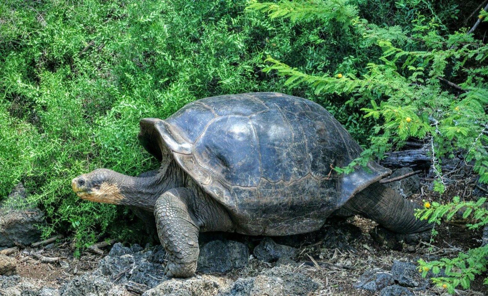 Die Rettung der Giganten: Entdeckung des majestätischen El Chato Schildkrötenreservats.