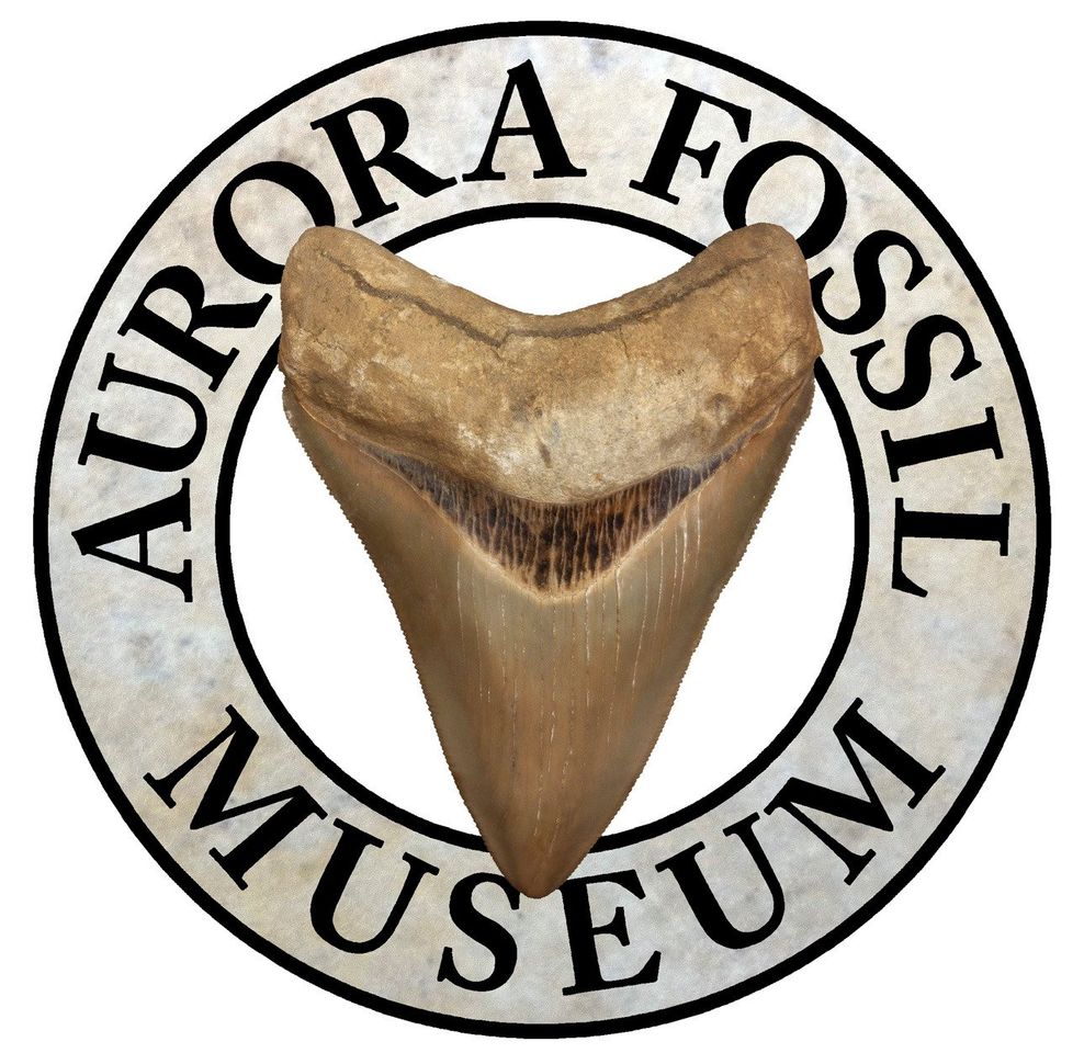 Unearthing History: Explore Fossil Museum in Villa de Leyva