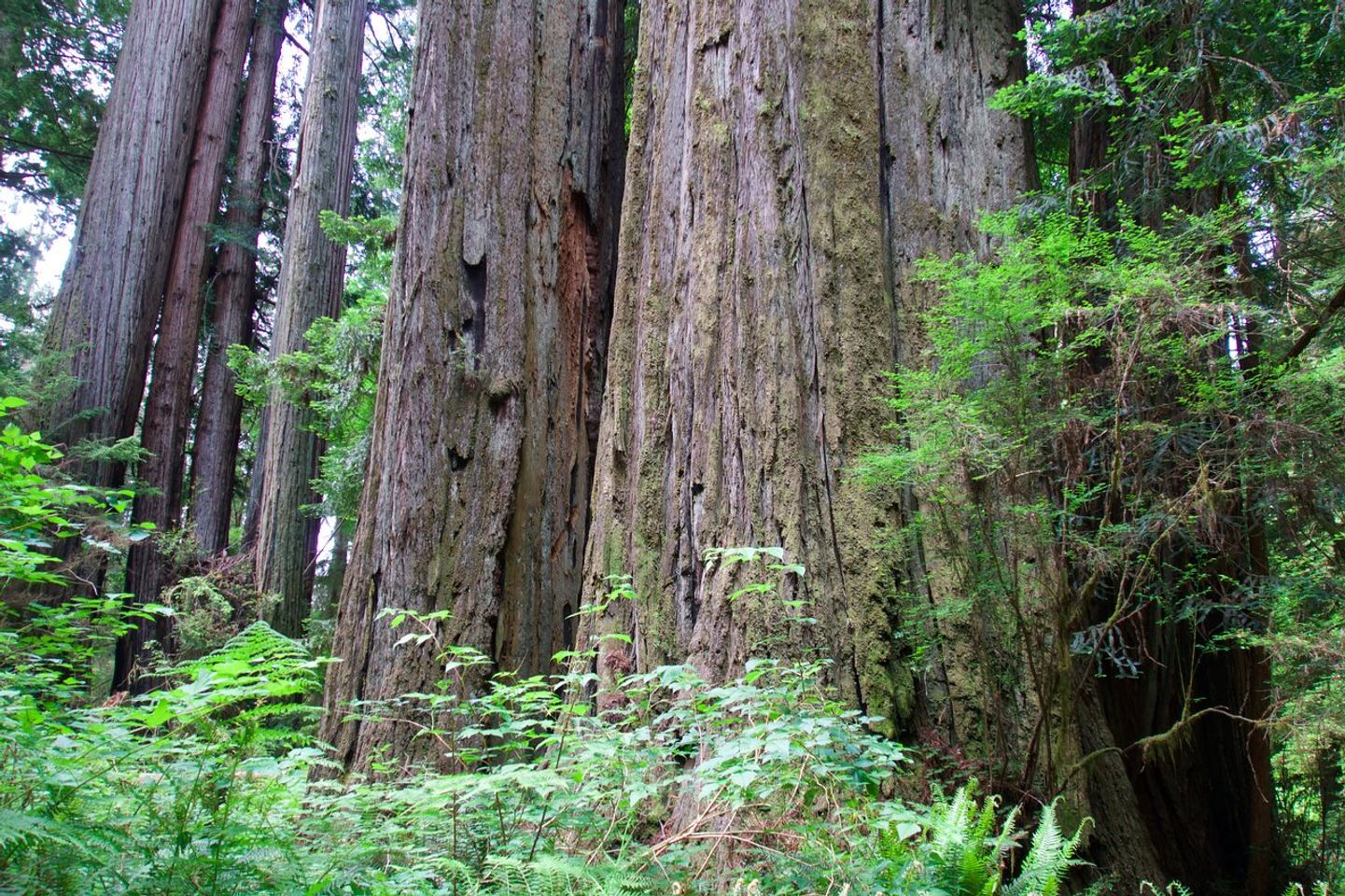 Explore the Majestic Beauty of Jedediah Smith Redwoods Park