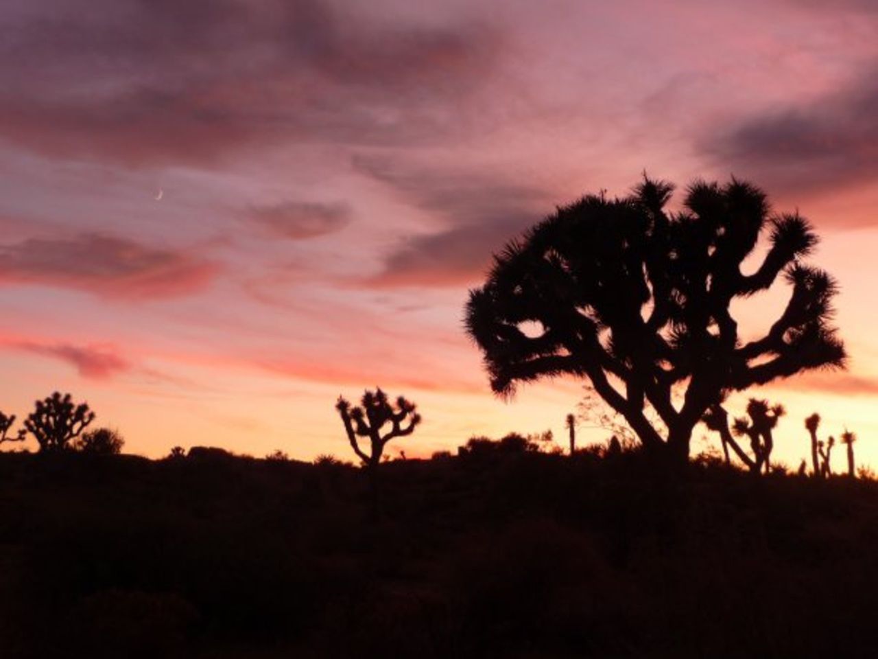 Descubre Joshua Tree: Consejos esenciales para visitar la oasis surrealista de California