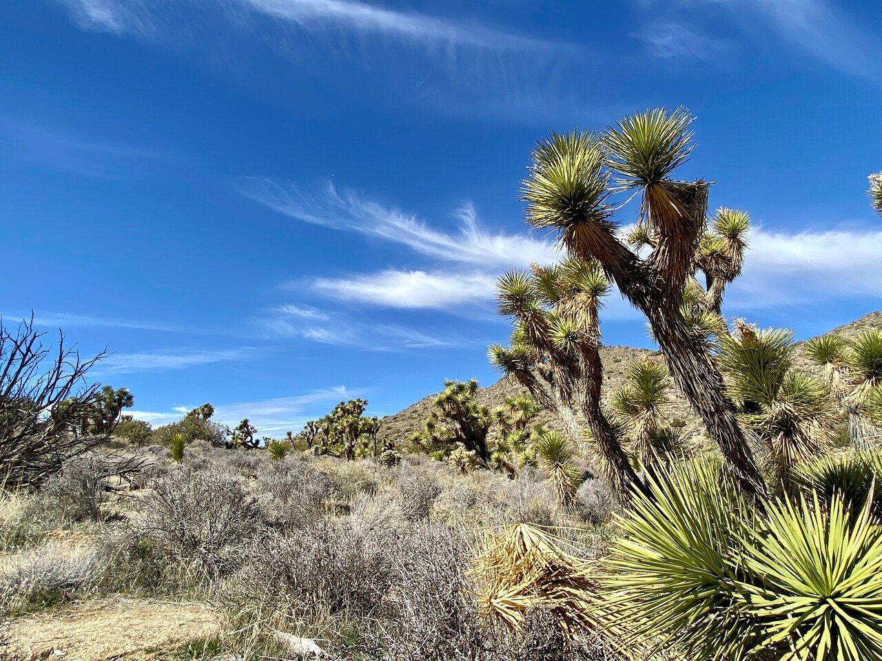 Escape to Desert Bliss: Discovering Joshua Tree National Park