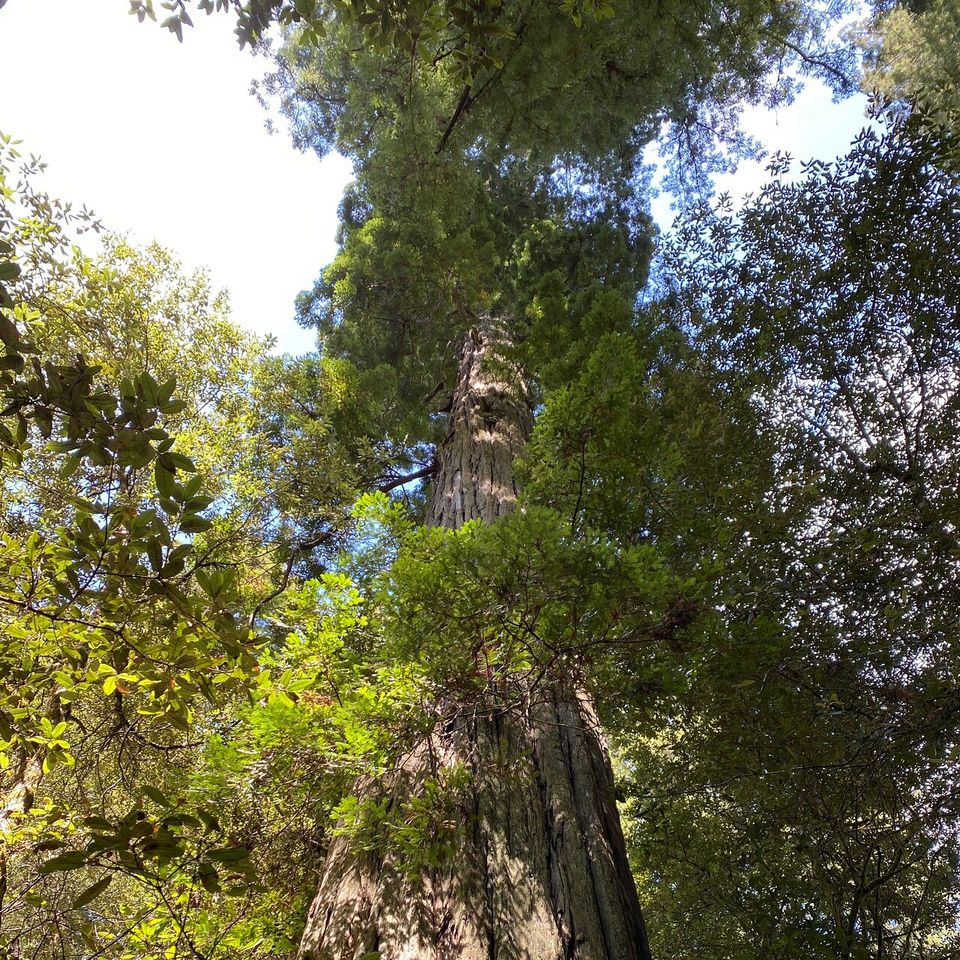 Discover the Serenity of Redwoods at Lady Bird Johnson Grove