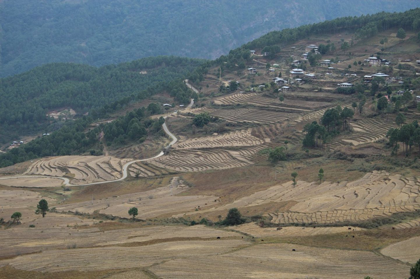 Lhuentse Rice Field