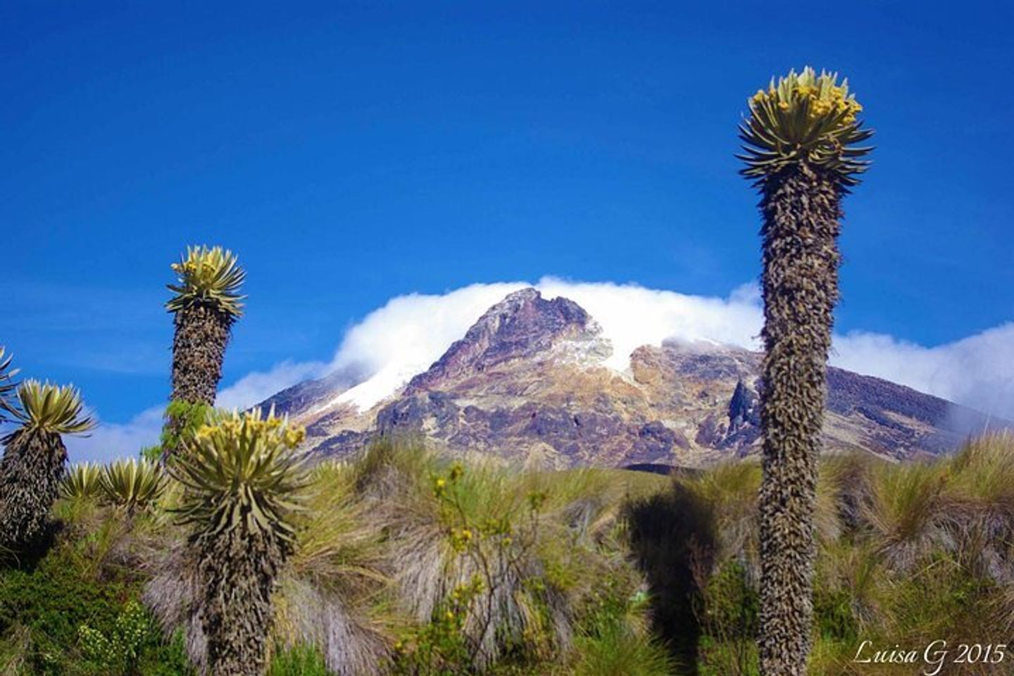 Découvrez les merveilles naturelles des Nevados à Salento, Colombie.