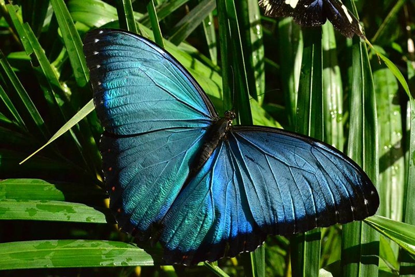 Discover the Enchanting World of Mindos Mariposas – A Butterfly Paradise!
