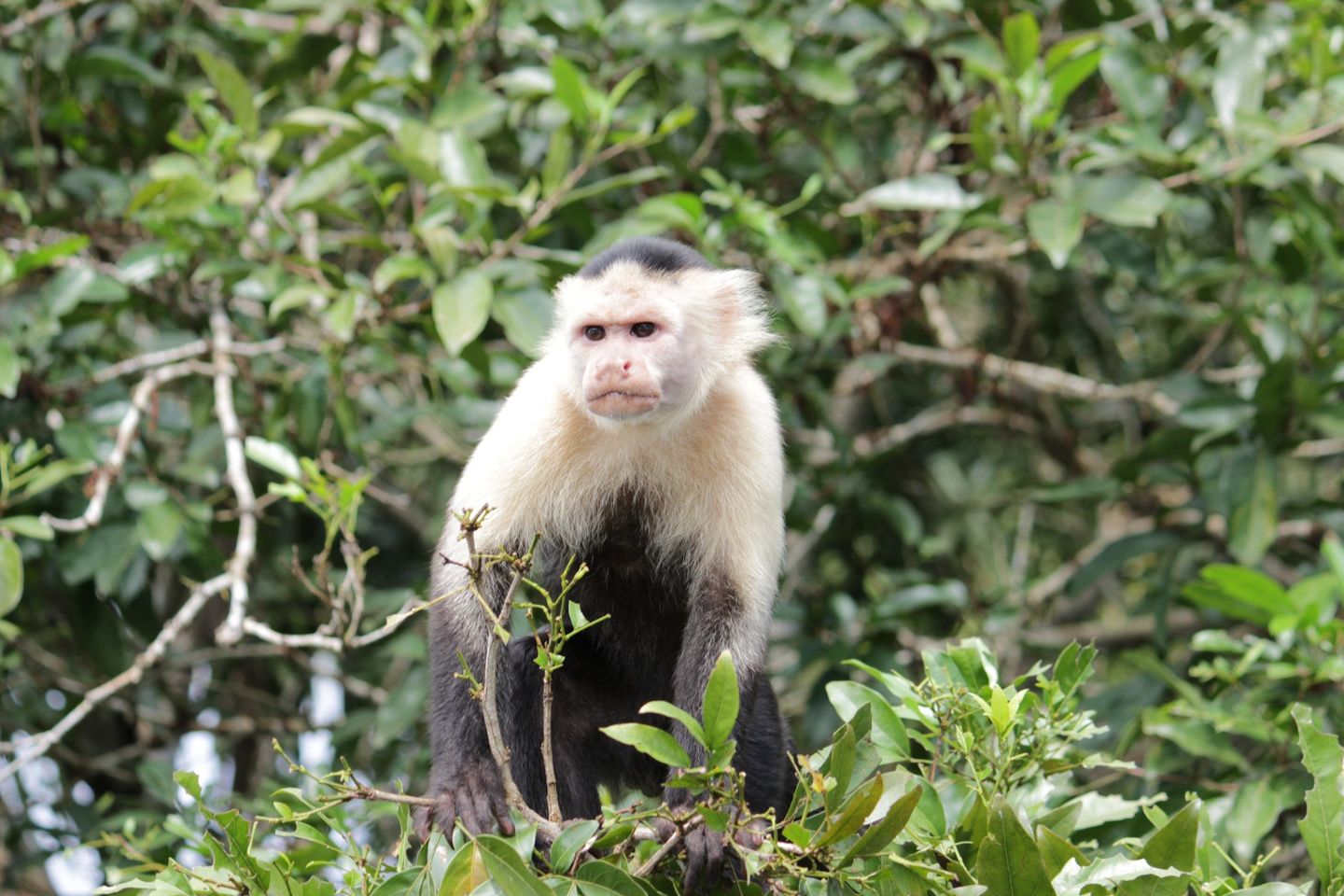 Desata a tu explorador interior: Jugando a los monos en el paraíso isleño de Leticia