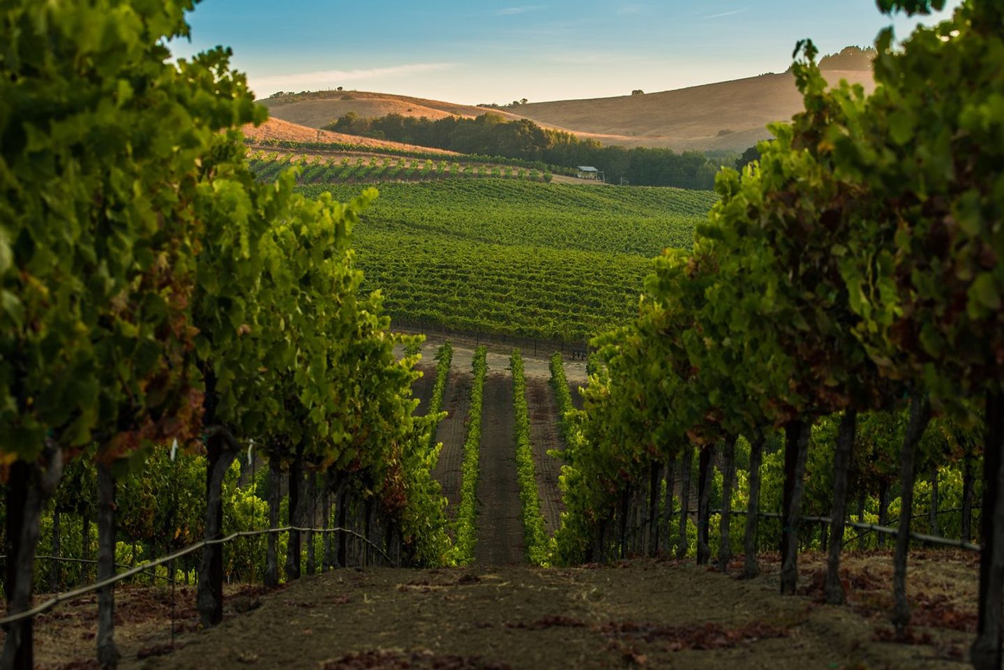 Napa Valley : Secrets et Conseils pour les Aventuriers Amoureux du Vin
