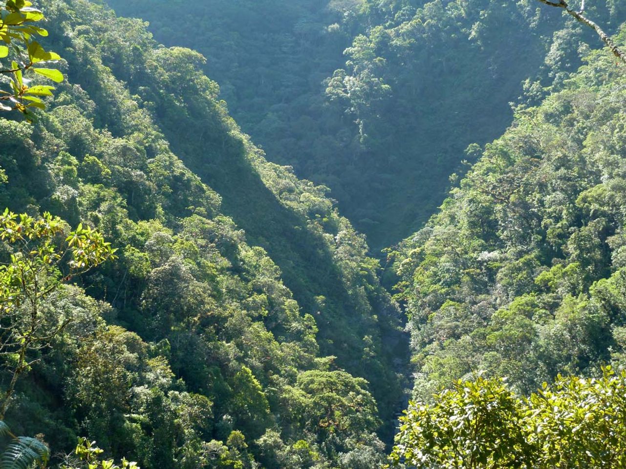 Entdecken Sie die bezaubernden Pfade des Nationalparks Podocarpus