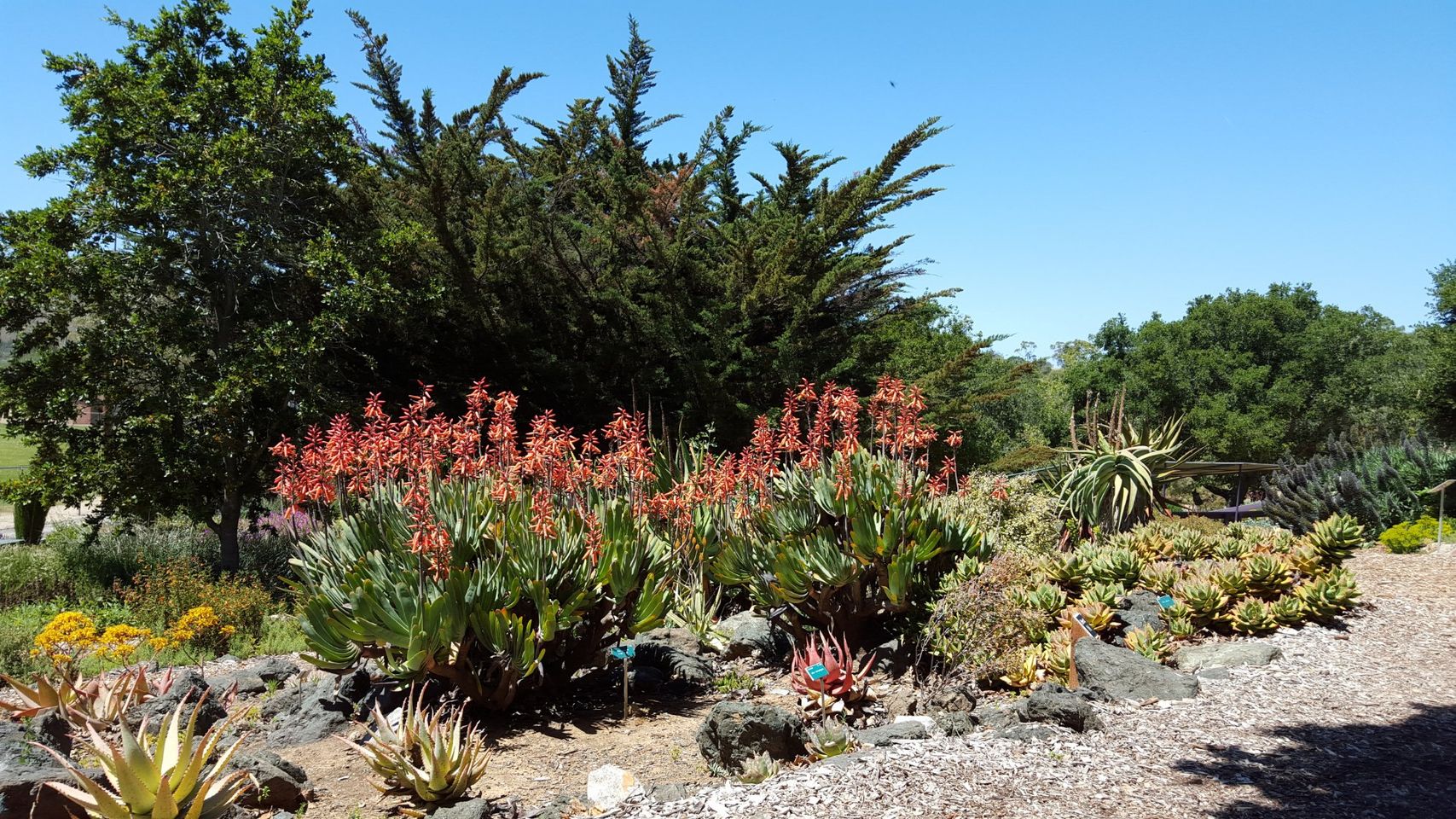 Discover the Hidden Beauty in San Luis Obispo Botanical Garden