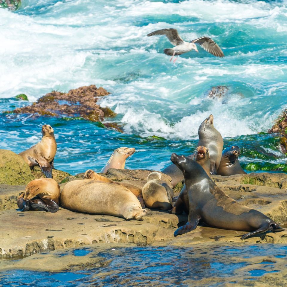 Sea lions doing their thing at La Jolla Cove. Shot with a zoom lens as it