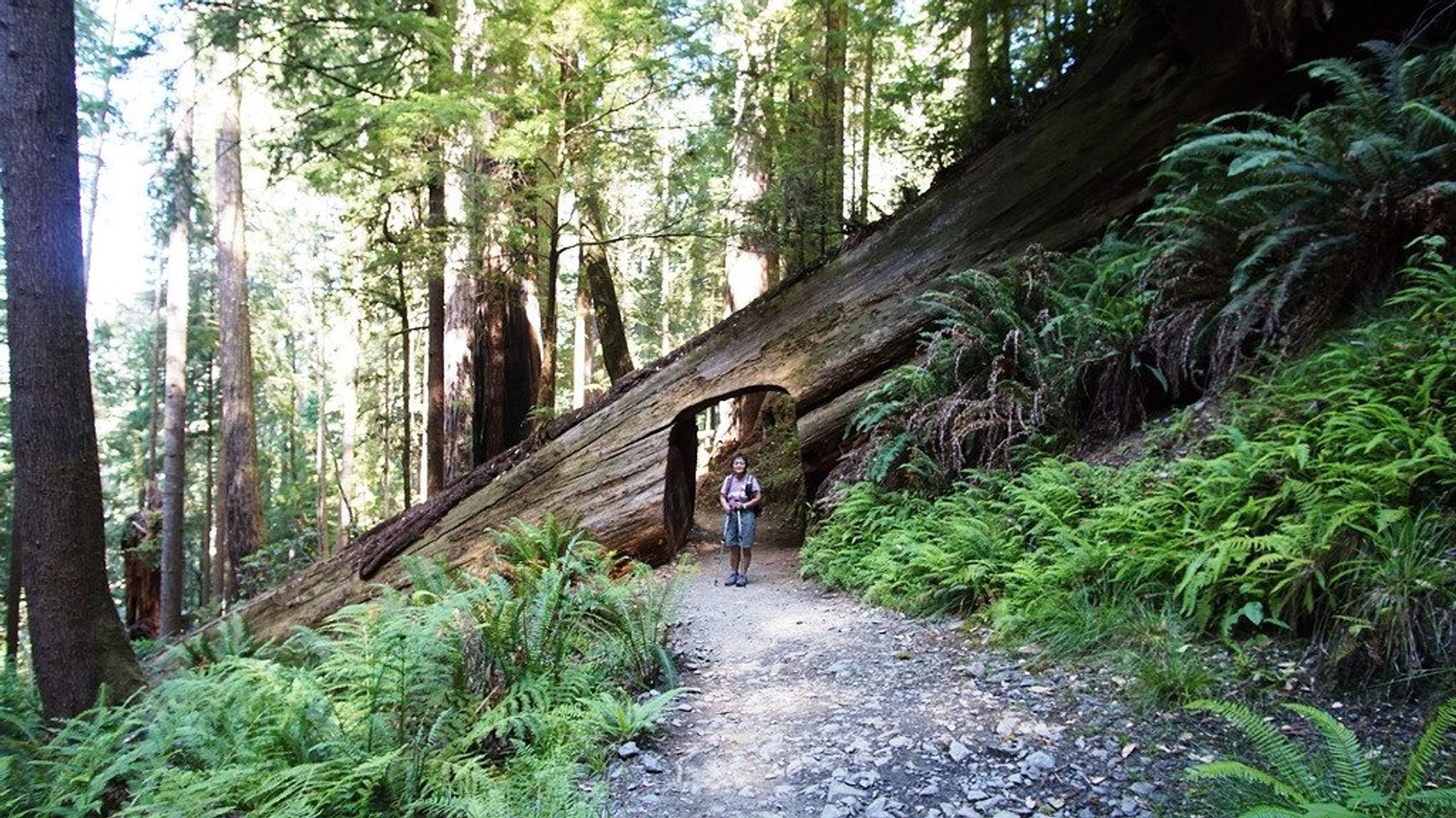 Enter the Majestic World of Tall Trees Grove: A Nature Lovers Dream
