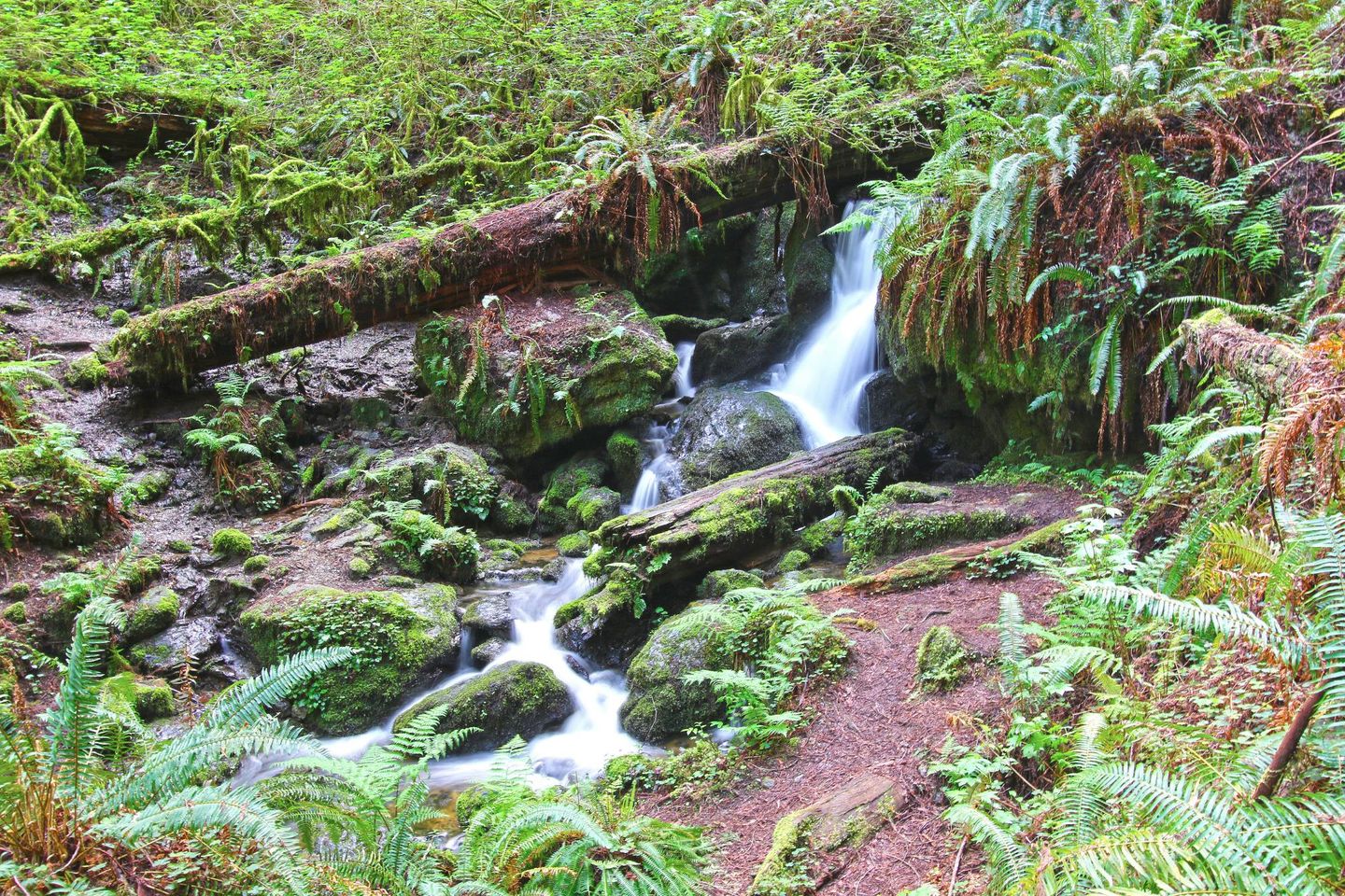 Experience the Enchantment of Trillium Falls Trail: A Hidden Gem in Redwood NP