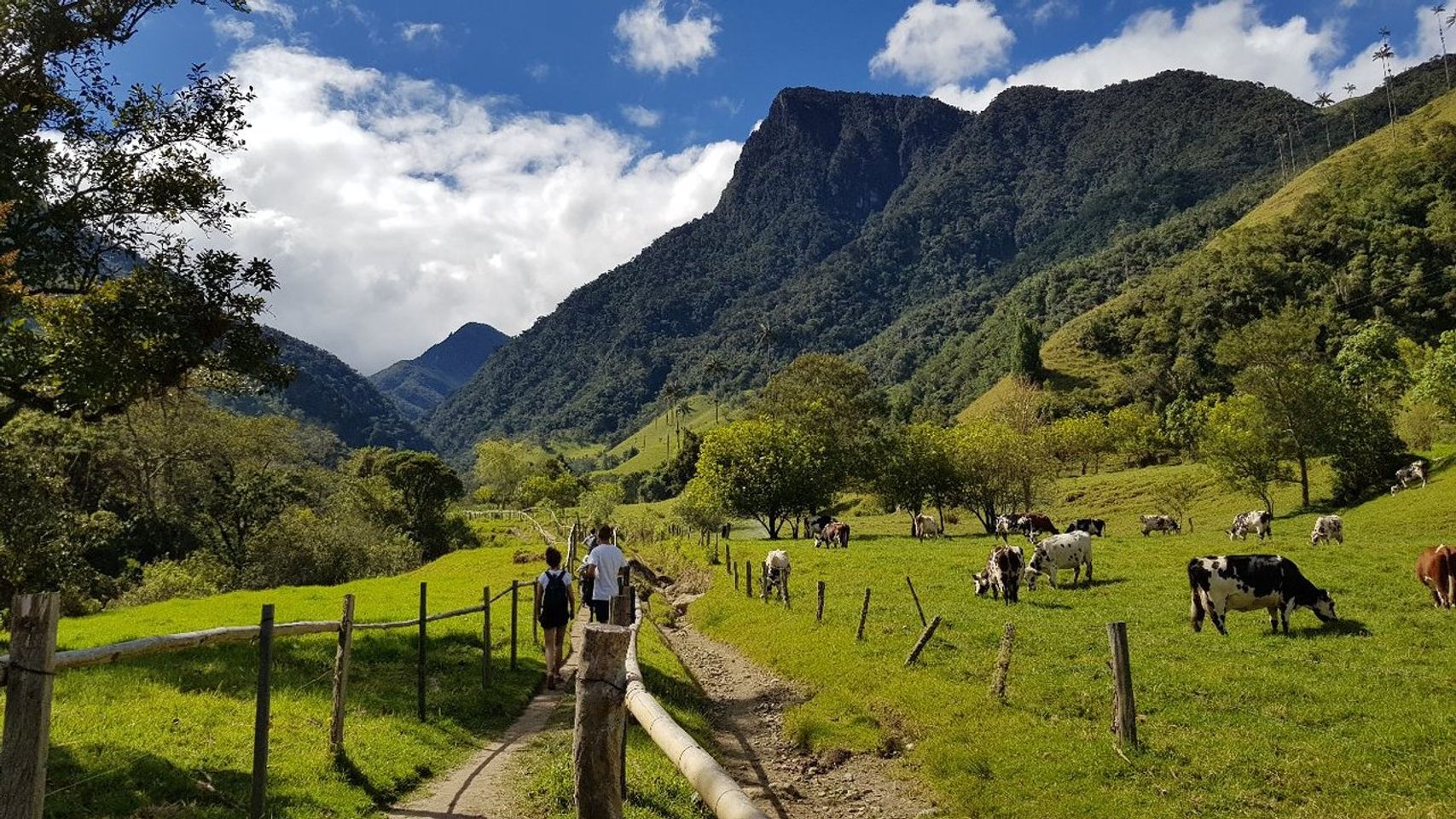 Visiting the Valle de Cocora