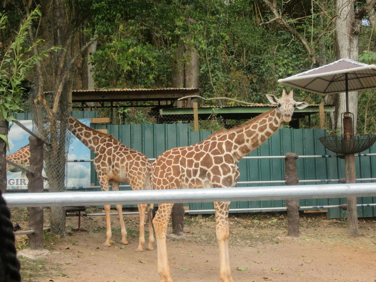 Découvrez le charme sauvage du Zoo des Caraïbes – Lattraction phare de Barranquilla !